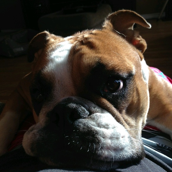 Meet your Posher, Theo - Picture 1 of 1